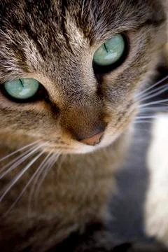 Cat Face Fotos Stock