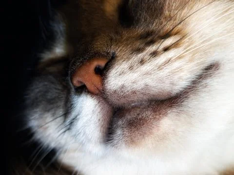 Cat face Stock Photos
