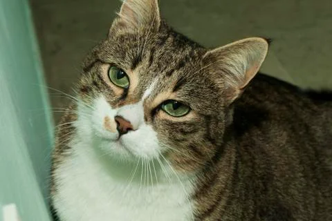 Cat face Stock Photos