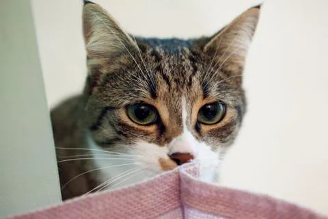 Cat face Stock Photos