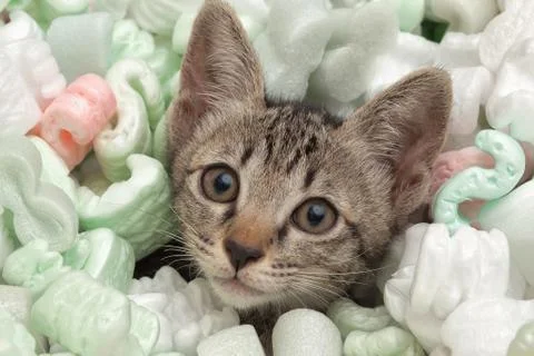 Cat face Stock Photos