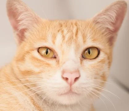 Cat face Stock Photos