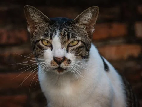 Cat face 스톡 사진