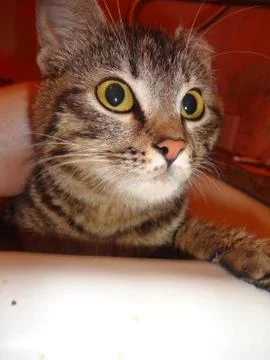 Cat Face Stock-Fotos