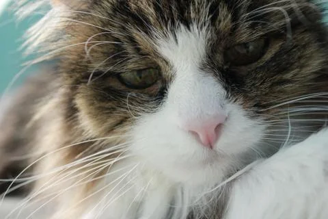 Cat face. Stock Photos