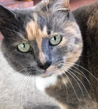 Cat Face Stock Photos