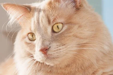 Cat face Stock Photos