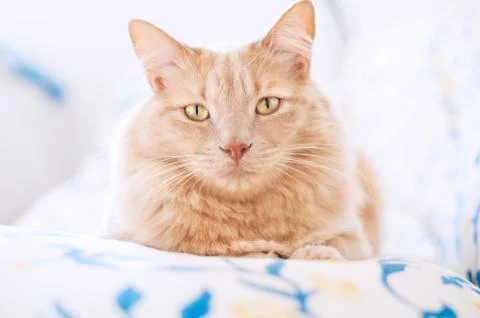 Cat face Stock Photos