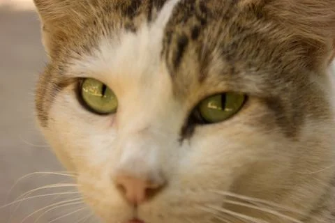 A cat face Stock Photos