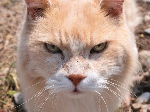 Cat Face Stock Photos