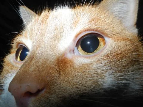 Cat face Stock Photos
