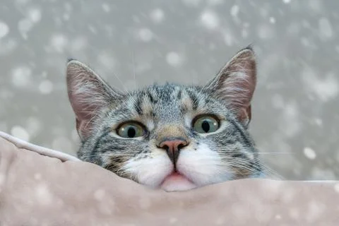 Cat face  Stock Photos