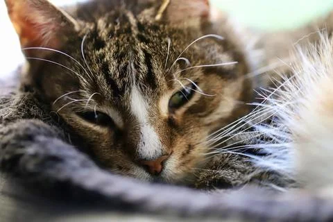 Cat face sleep  Stock Photos
