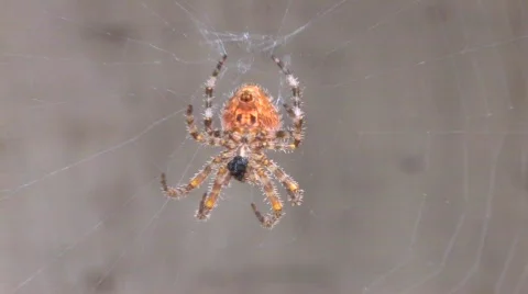 Cat Face Spider Stock-Footage 514006