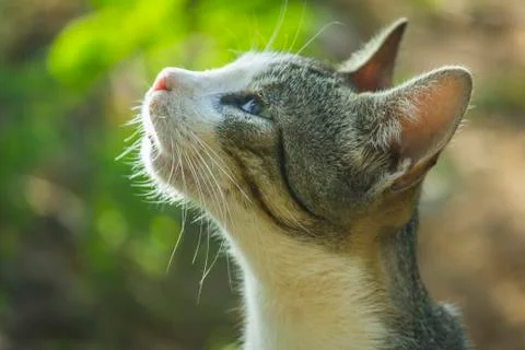 Cat face in the sun Stock Photos