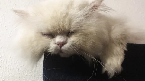 Cat Face Twiching Stock Footage 98461976