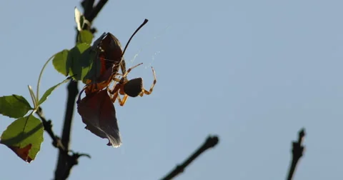 Cat-Faced Spider on Leaf Stock Footage 55662520
