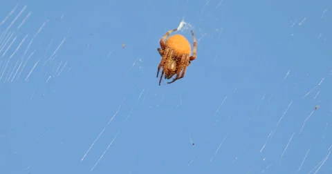 Cat-Faced Spider in Web Video stock 55662372