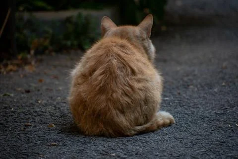 Cat facing away 库存照片