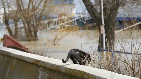 Cat Fail Falling In The Water Video stock 88414163