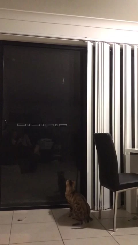 Cat fail Stock Footage 272971604