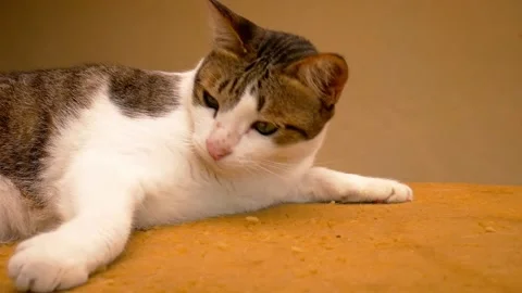 Cat fall to sleep Stock Footage 138545126