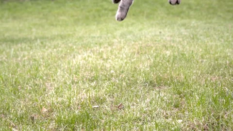 Cat falling and landing in grass slow motion Video stock 130463286
