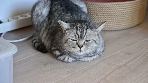 Cat falling asleep on the floor 4K Stock Footage 168767925