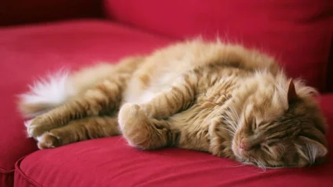 The cat is falling asleep 스톡 동영상 74401149