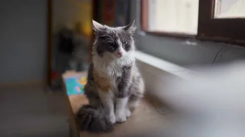 The cat is falling asleep Video stock 196201161