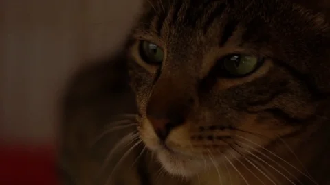 Cat Falling Asleep SlowMo Stock Footage 87468950