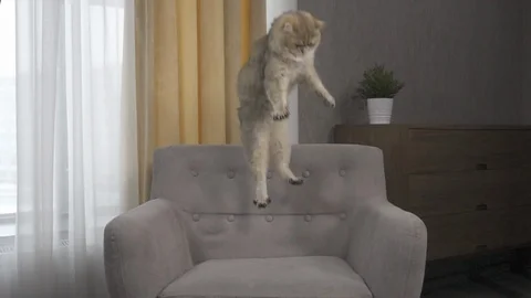 Cat Falling Down on a chair 库存影片 91684885