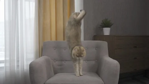 Cat Falling Down on a chair slow motion Stock-Footage 91684876