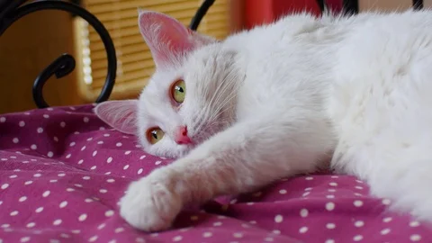 Cat Falling to Sleep Stock Footage 71279249