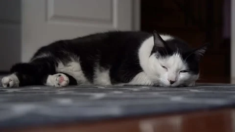 Cat Falls Asleep (4k) 스톡 동영상 154436157