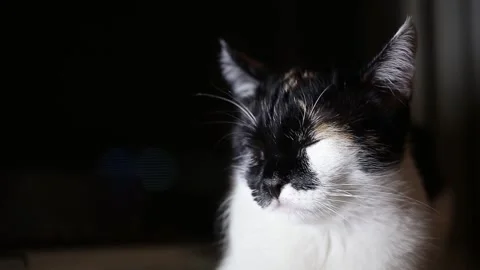 Cat falls asleep in the evening against the window. Stock Footage 155325626