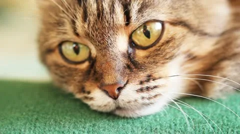 Cat falls asleep Stock Footage 11132242