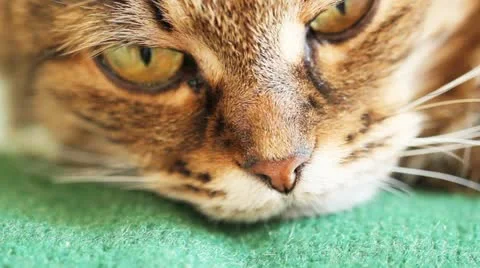 Cat falls asleep Stock Footage 11132257