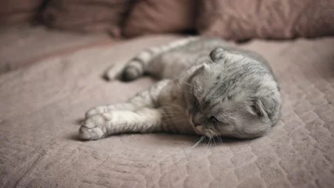 The cat falls asleep. 스톡 동영상 151920378