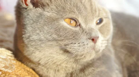 Cat falls asleep looking at the sky Video stock 45588071