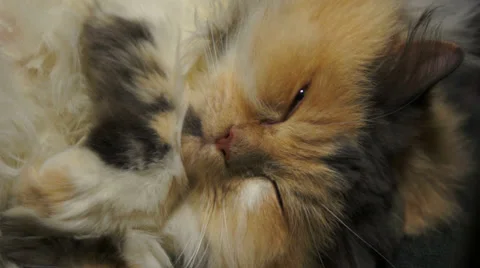 Cat falls asleep. Сlose-up Stock Footage 38010074