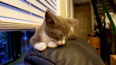 Cat Falls Asleep on A Sofa 库存影片 84952061