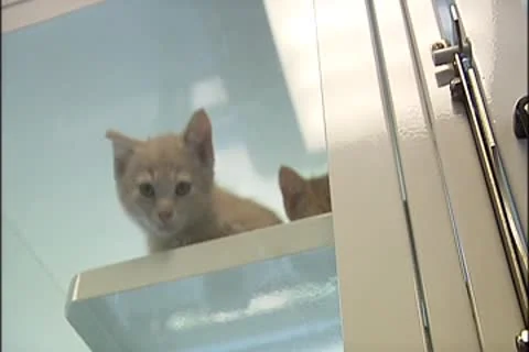 Cat falls from perch Stock Footage 8931053