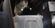 A Cat Falls Into A Storage Bin Full Of Water, Then Struggles To Climb Back Out. Stock Footage