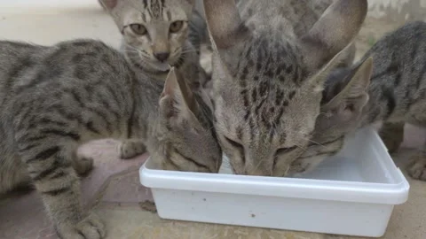 Cat family Stock Footage 157663918