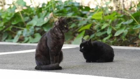 A Cat Family Stock Footage 329118905