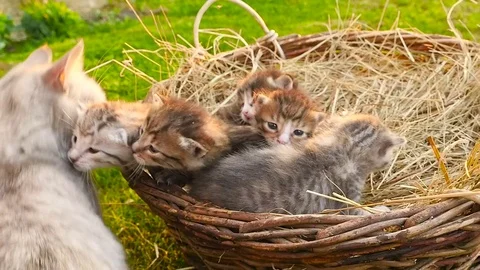 Cat family HD Stock Footage 80092014