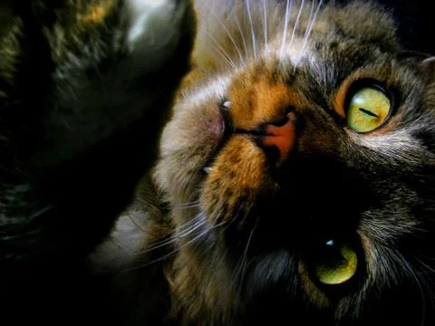 Cat Fangs 스톡 사진