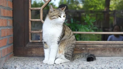 Cat on farmyard windowsill Stock Footage 195452621