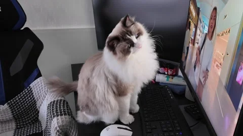 Cat fascinated by movement on screen while sitting beside a computer desk Stock Footage 293675759